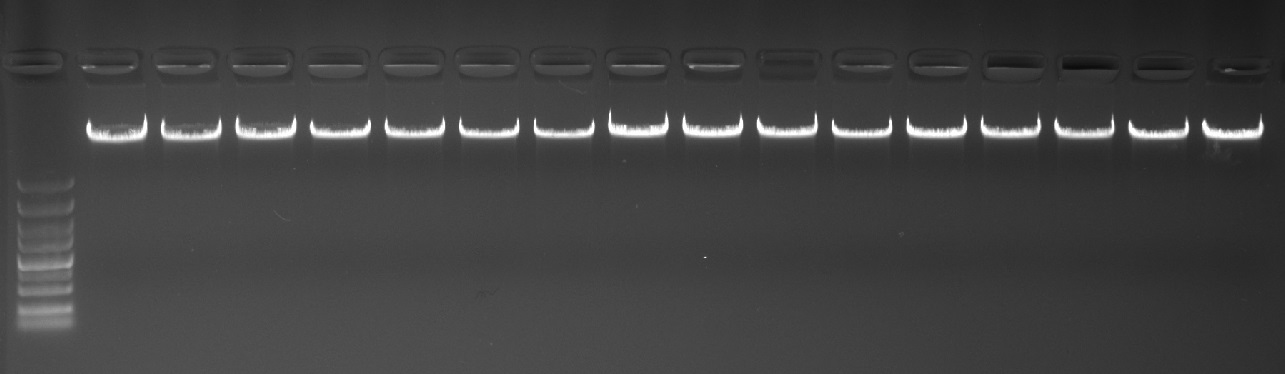 wheat DNA wheat DNA